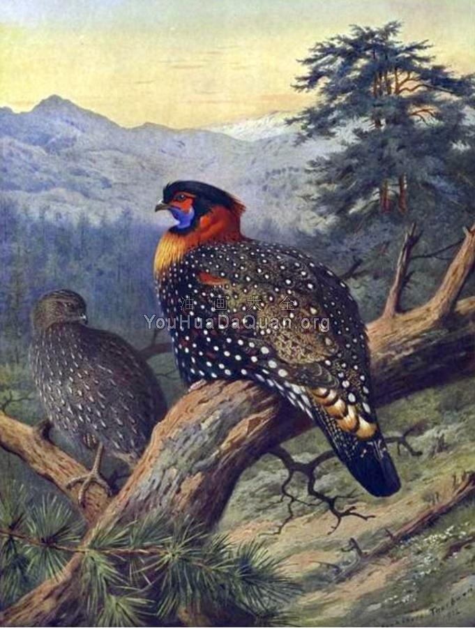 Western Tragopan - 阿奇博尔德·索伯恩